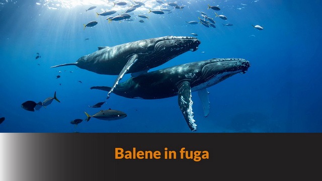 Balene in fuga – BLB #52
